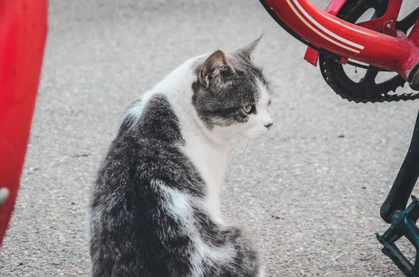 赤い自転車の隣の地面に座っている猫 — ストック写真