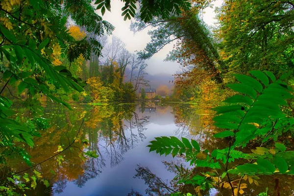 Grüner Laubfarn Und Pflanzen Einem Grauen See Herbstnebel — Stockfoto