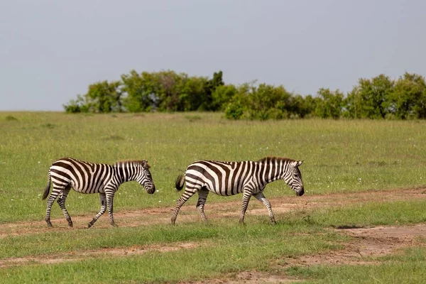 Una Vista Panorámica Dos Cebras Caminando Campo Contra Árboles Verdes — Foto de Stock