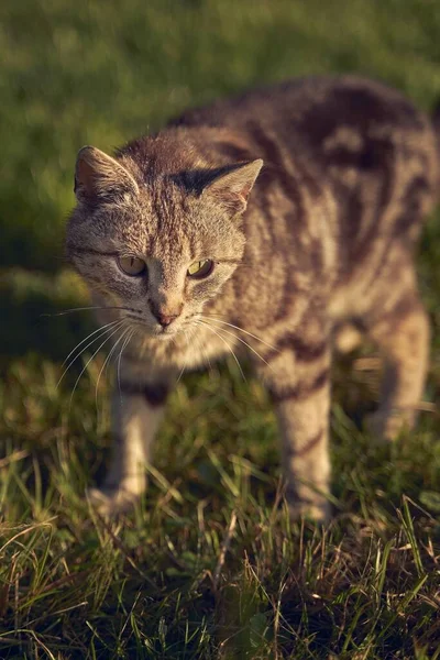 Detailní Záběr Krásné Roztomilé Kočky Kráčející Trávě Slunný Den Rozmazaném — Stock fotografie