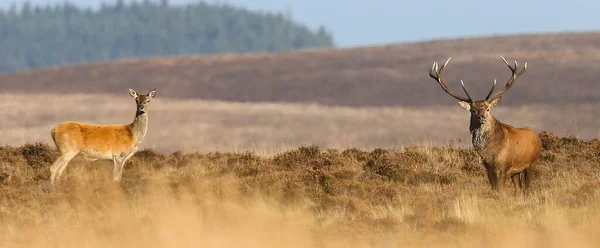 Ein Riesiges Männliches Und Weibliches Rotwild Auf Exmoor Während Der — Stockfoto
