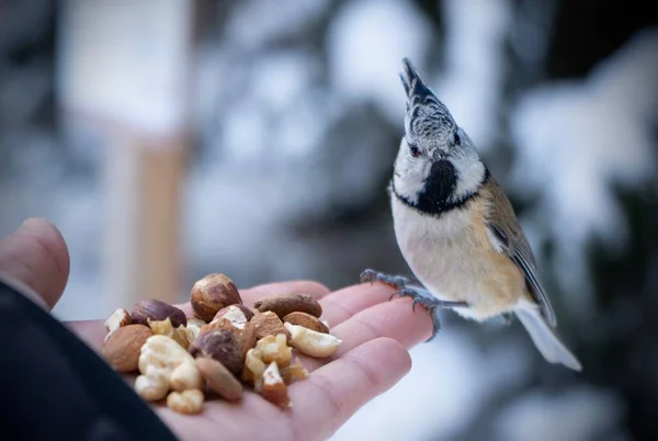 Adult Hand Offering Nuts Crested Tit Bird Blur Background — 图库照片