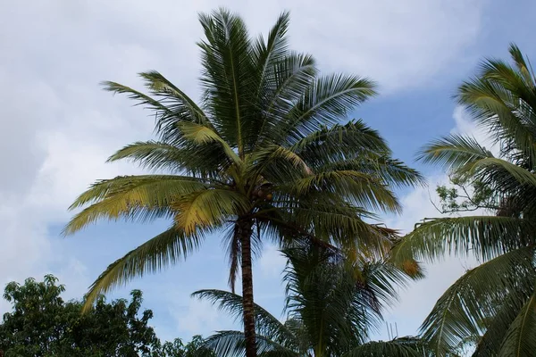 Cocotier Avec Grandes Feuilles Palmier Sous Ciel Lumineux Andaman — Photo