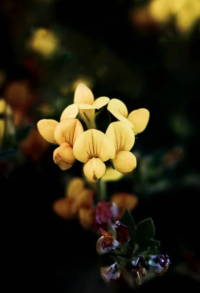 노란색 트레일의 Lotus Corniculatus — 스톡 사진