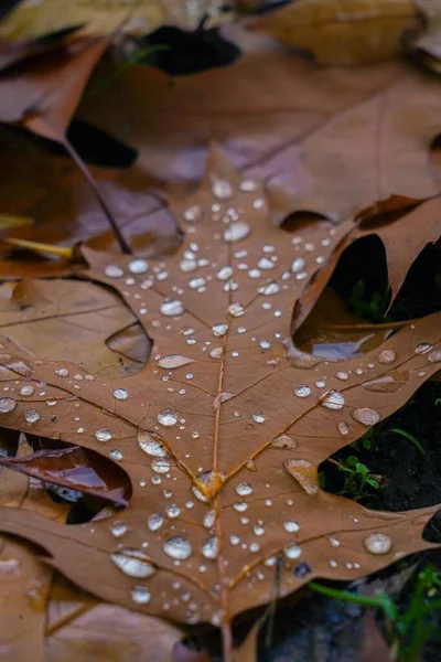Pionowe Zbliżenie Żółtego Listka Kroplami Deszczu Barwnych Jesiennych Liściach Ziemi — Zdjęcie stockowe