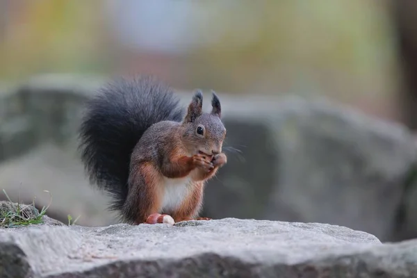 Ein Rotes Eichhörnchen Frisst Nüsse Auf Einem Felsen — Stockfoto
