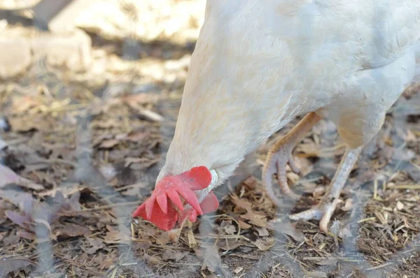 Sebuah Closeup Dari Ayam Sebuah Peternakan Belakang Pagar Jala Logam — Stok Foto