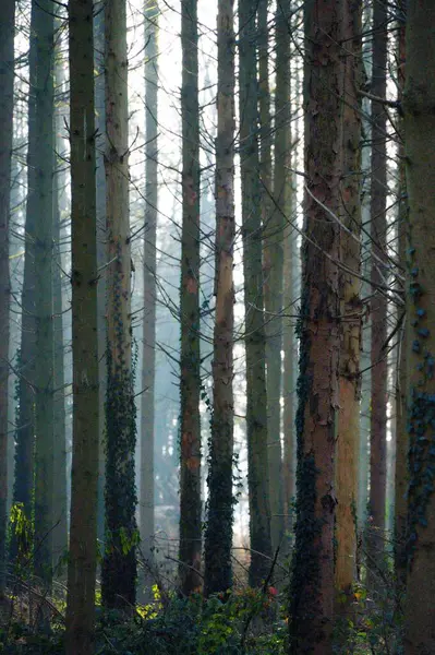 Egy Függőleges Lövés Erdőfákról Ősszel Egy Ködös Napon — Stock Fotó