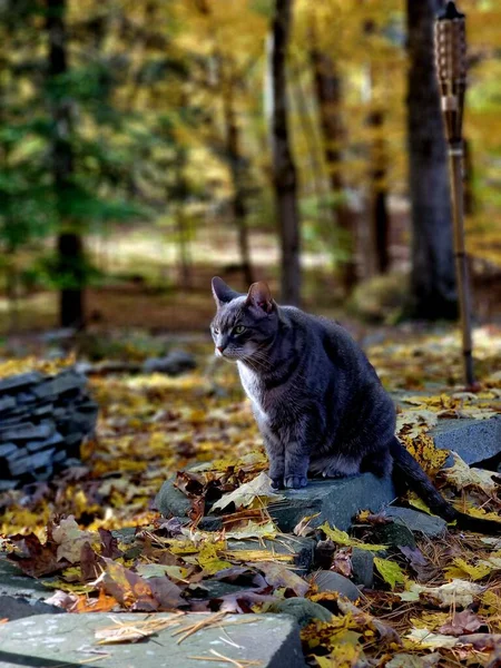 Eine Vertikale Nahaufnahme Einer Pummeligen Katze Auf Einem Stein Der — Stockfoto
