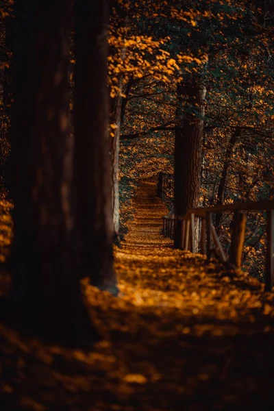 Vertical Shot Path Fallen Leaves Ground Passing Forest Bavaria — Stock Photo, Image