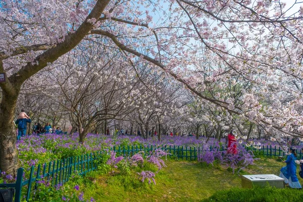 Der East Lake Cherry Blossom Park Auch Wuhan Moshan Cherry — Stockfoto