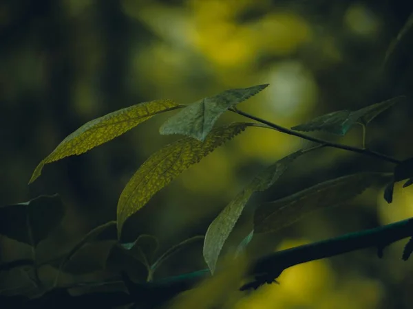 선택적 초점의 나뭇잎의 노란색 배경에 숲에서 — 스톡 사진