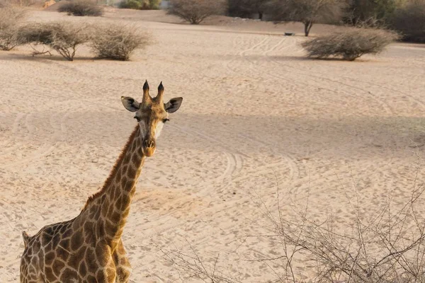 Una Bella Vista Una Giraffa Guardando Macchina Fotografica Nella Giungla — Foto Stock