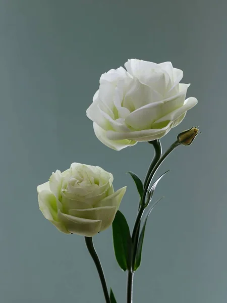 Pionowy Strzał Białych Lisianthus Kwiaty Zielonymi Liśćmi Odizolowanymi Równym Tle — Zdjęcie stockowe