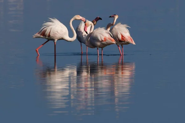 Närbild Grupp Flamingos Som Står Lugn Sjö Solig Dag — Stockfoto