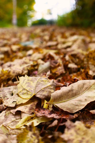 地面に乾いた秋の葉 — ストック写真