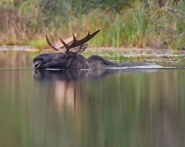 Egy Közeli Kép Bull Moose Ról Vízben — Stock Fotó