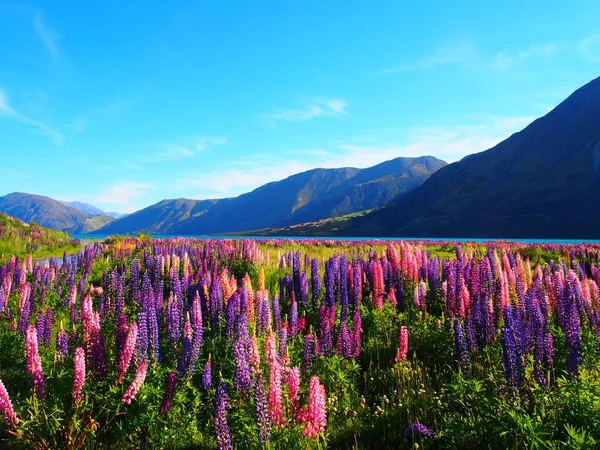 ニュージーランドの大規模な葉の林地 山の風景の自然景観 — ストック写真