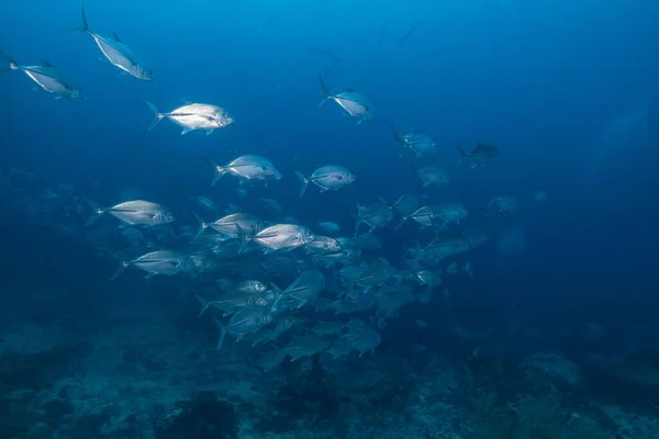 Школа Тунця Королівської Риби Плаває Під Водою — стокове фото