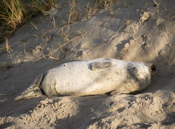 一只胖胖的灰海豹躺在沙滩上休息 — 图库照片