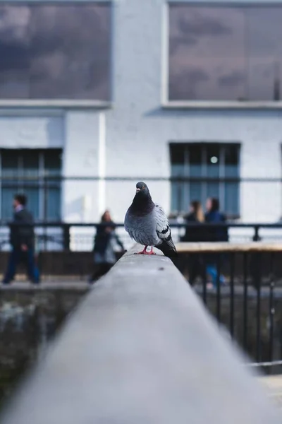 Vertical Shot Feral Pigeon Perched Railings London — Stock Photo, Image