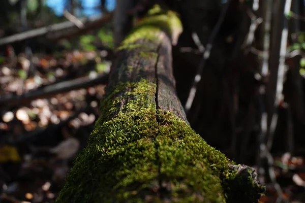 Detailní Záběr Kmene Stromu Pokrytého Mechem Rozmazaném Pozadí — Stock fotografie