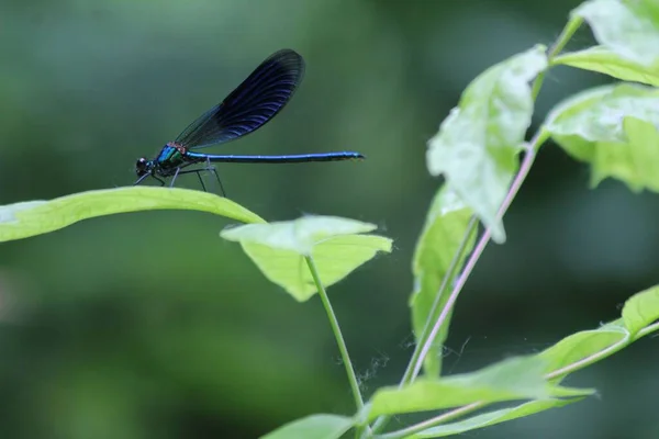 绿叶上的一只蓝色蜻蜓 背景模糊 — 图库照片