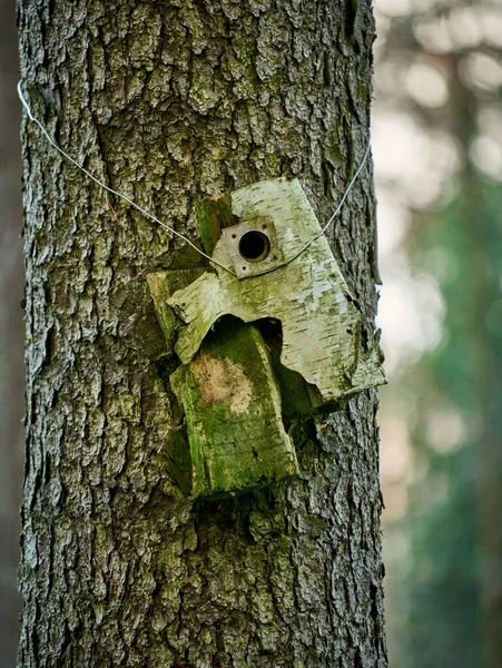 Ένα Παλιό Και Σπασμένο Σπιτάκι Πουλιών Στο Δέντρο — Φωτογραφία Αρχείου