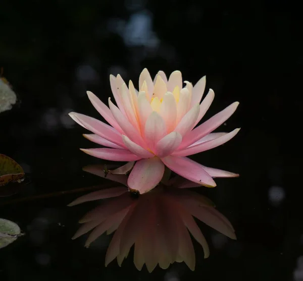 Närbild Rosa Lotusblomma Och Dess Reflektion Dammen Mörkret — Stockfoto