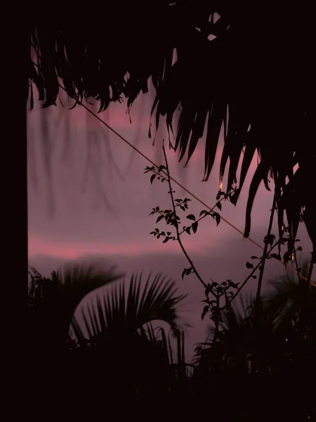 Вертикальный Снимок Экзотических Растений Розовом Фоне Лесу — стоковое фото