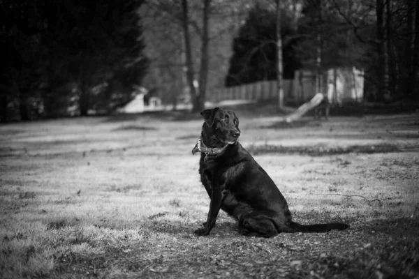 畑を歩いている黒いラブラドールの回収犬の大規模なショット — ストック写真