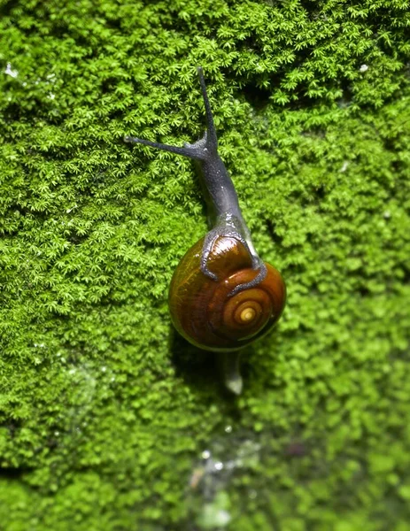 정원의 기어다니는 달팽이의 — 스톡 사진