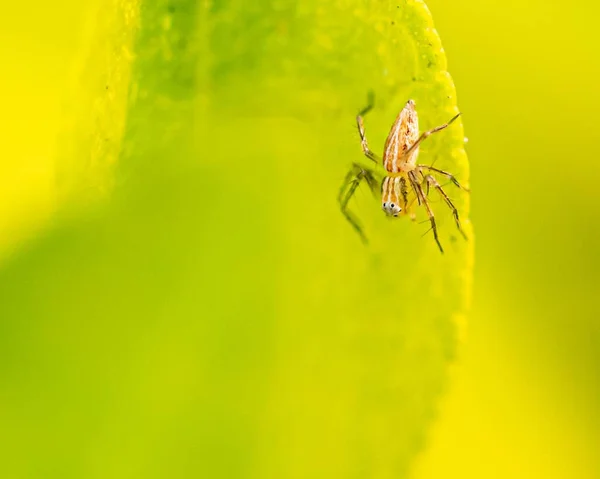 Bahçedeki Bir Yaprağın Üzerinde Dinlenen Çizgili Bir Vaşak Örümceğinin Yakın — Stok fotoğraf