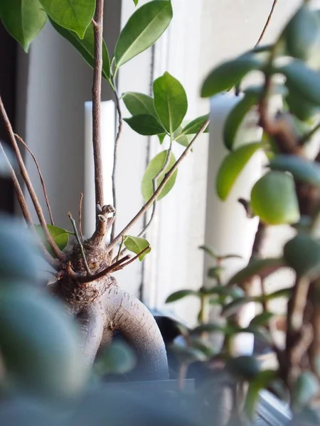Een Close Shot Van Stengel Van Een Plant Met Bladeren — Stockfoto