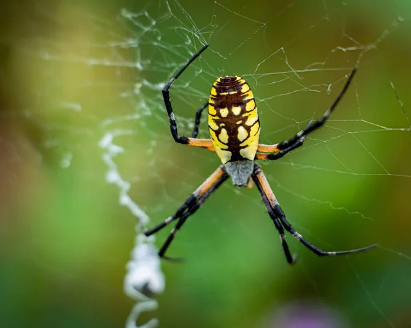 蜘蛛在蜘蛛网上爬行的可怕的黄蜂蜘蛛的特写镜头 — 图库照片