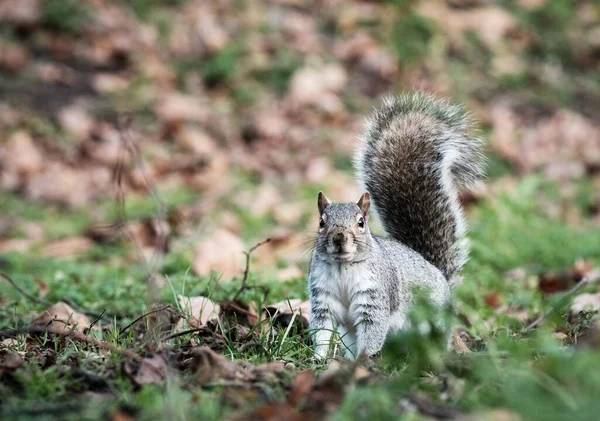 Selective Squirrel Park — Stok fotoğraf