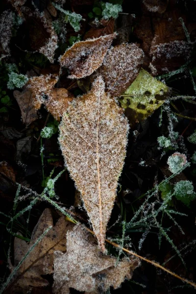 Вертикальный Снимок Красивых Цветных Морозных Листьев Зимой — стоковое фото