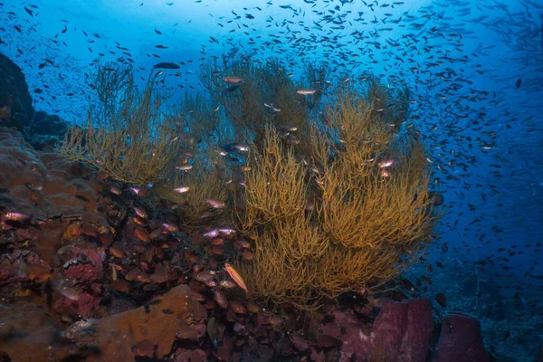 Pohled Ryby Obklopené Měkkým Tvrdým Korálovým Útesem Při Potápění Modrým — Stock fotografie