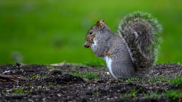 Eine Nahaufnahme Eines Entzückenden Und Niedlichen Eichhörnchens — Stockfoto