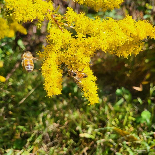 蜂群在模糊背景下的树上黄色花朵上的蜂群的特写镜头 — 图库照片