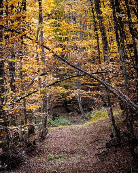 Μια Κάθετη Λήψη Φθινοπωρινών Δέντρων Στο Δάσος Βάλια Κάλντα Στην — Φωτογραφία Αρχείου