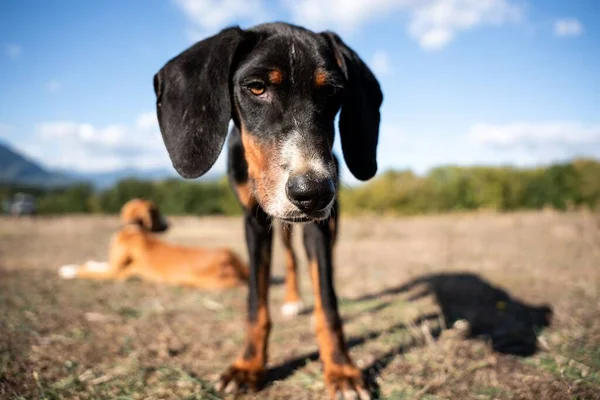 Uma Vista Perto Cão Olhando Para Câmera Campo Durante Dia — Fotografia de Stock