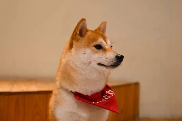Boynunda Kırmızı Bandana Olan Sevimli Shiba Inu Köpeğinin Portresi — Stok fotoğraf