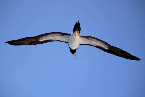 Niskokątne Ujęcie Wielkiego Albatrosa Lecącego Błękitnym Niebie Słoneczny Dzień — Zdjęcie stockowe