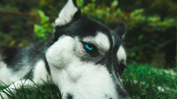 Ένα Κοντινό Πλάνο Των Λεπτομερειών Ένα Όμορφο Husky Μπλε Μάτια — Φωτογραφία Αρχείου