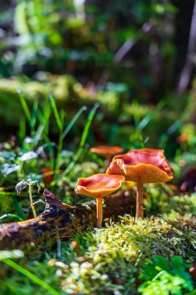 Vertical Shot Small Mushrooms Growing Forest Bright Sunny Day — Stock Photo, Image