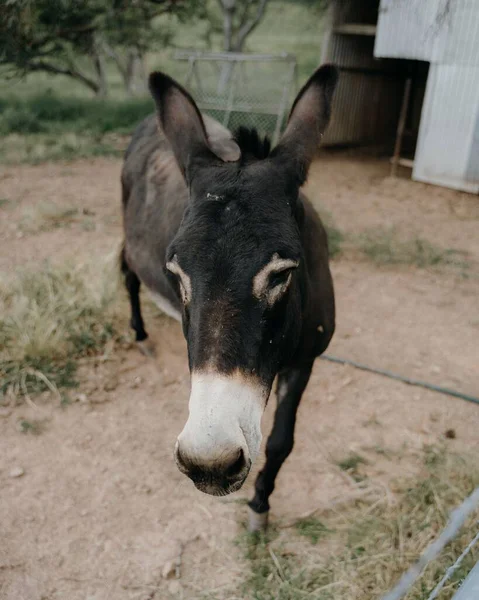 Vertical Closeup Shot Dark Donkey Rural Farm — Stock Photo, Image