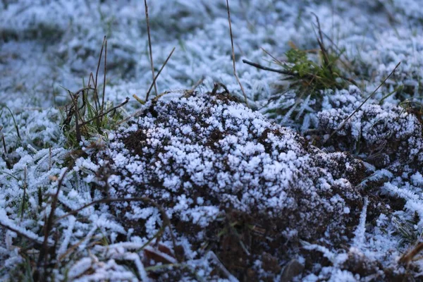 Close Galhos Cobertos Neve Plantas Uma Floresta Sombria Dia Frio — Fotografia de Stock