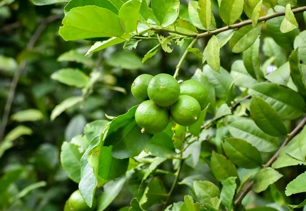 Closeup Shot Juicy Green Limes Growing Tree Branches — Stock Photo, Image