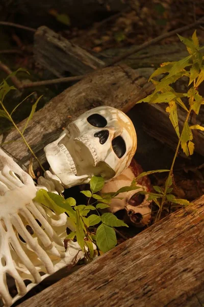 森の中の二つの骨格の垂直ショット — ストック写真
